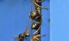 Polistes dominula